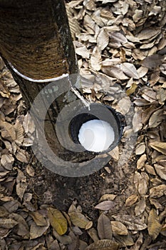 Natural latex from rubber tree