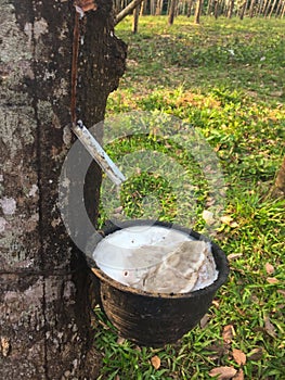 Natural Latex from rubber tree Hevea brasiliensis dropping to the  Black cup in Ko Lanta Island