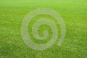 Natural lawn green grass texture