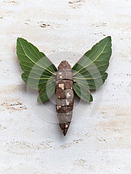 natural leaf butterfly on concrete background photo