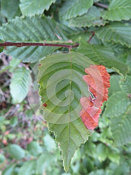 Natural leaf damaged by a disease or drought pest