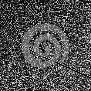 Natural leaf decolorized texture with streaky mesh