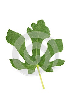 Natural leaf of fig tree isolated on white