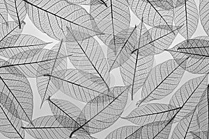 Natural leaf skeleton to make an abstract background