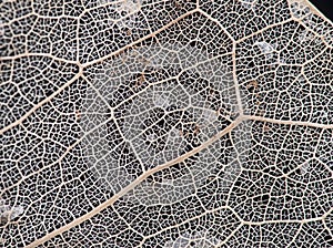 Natural leaf skeleton with veins, cellular structure etc. Macro.