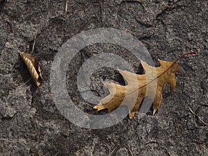 Natural leaf and stone