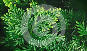 Natural Leaf Texture Background. Closeup of Green Juniper Chinensis Leaf