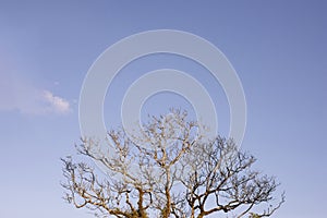 Natural leafless winter tree on blue sky background