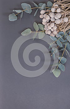 Natural leaves of eucalyptus and star anise star lies on a gray background place for your text