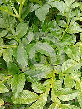 Natural leaves in home garden