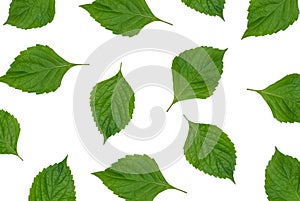 Natural leaves on white background, pattern style