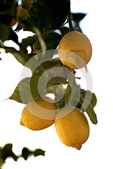 natural lemons hanging on the branch