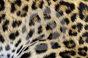 Leopard fur bacground