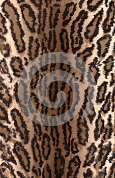 Natural leopard spotted fur texture. Close up leopard skin background