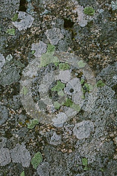 Natural lichen and moss background and texture. Old gray wall covered with lichen and moss. Organic textures and backgrounds.