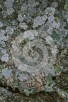 Natural lichen and moss background and texture. Old gray wall covered with lichen and moss. Organic textures and backgrounds.