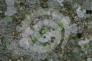 Natural lichen and moss background and texture. Old gray wall covered with lichen and moss. Organic textures and backgrounds.