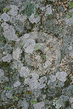 Natural lichen and moss background and texture. Old gray wall covered with lichen and moss. Organic textures and backgrounds.