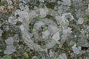 Natural lichen and moss background and texture. Old gray wall covered with lichen and moss. Organic textures and backgrounds.