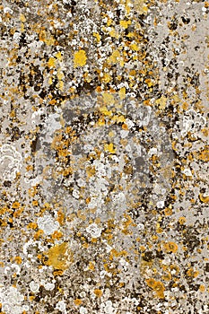 Natural lichen organisms on gravestone concrete. Organic abstract art background image. photo