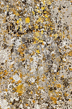 Natural lichen organisms on gravestone concrete. Organic abstract art background image.