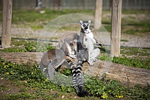 Natural life park, zoo, Izmir / Turkey, Lemurs animal