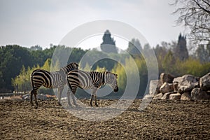 Natural life park, zoo, Izmir / Turkey, Zebra animal
