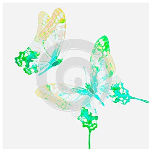 Natural light green beautiful butterfly flying open black wings spring watercolor abstract on white