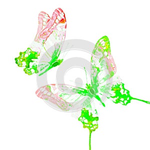 Natural light green beautiful butterfly flying open black wings spring watercolor abstract on white