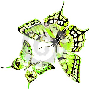 Natural light green beautiful butterfly flying open black wings spring watercolor abstract on white