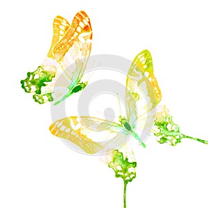 Natural light green beautiful butterfly flying open black wings spring watercolor abstract on white