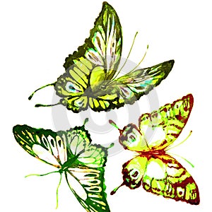 Natural light green beautiful butterfly flying open black wings spring watercolor abstract on white