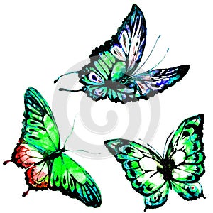 Natural light green beautiful butterfly flying open black wings spring watercolor abstract on white
