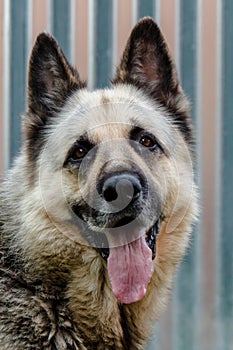 Natural light portrait of an adult shepherd looking at the camera on a silver background