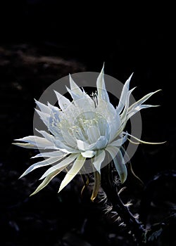 Natural light shining on a white Night Blooming Cereus