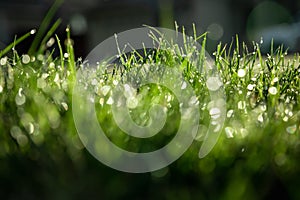 light spring green grass background with water dew droplets. Selective focus with background blur. Copy space