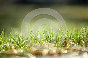 light spring green grass background with water dew droplets. Selective focus with background blur. Copy space