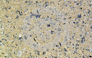 Natural light yellow eco-friendly stone background, with embossments of dark and white marble crumbs