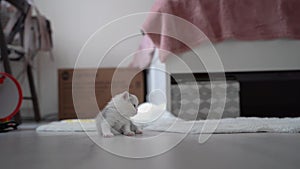 Natural lighting and shadow of blur little grey Scottich Fold kitten on floor in front of box. lovely pet-member of family concept