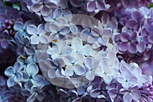 Natural lilac background