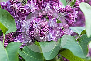 Natural lilac background