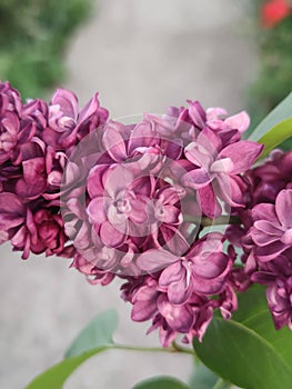 Natural lillac purple flowers with blurred background