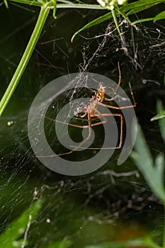 Natural Linyphia Triangularis Spider, summer sunny day natural environment. Macro Photo