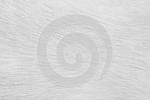 Natural llight gray or white texture fur cat abstract patterns for background