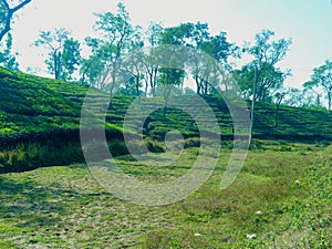 The Natural look of the tea garden hilly area at sylhet