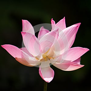 Natural lotus blooms