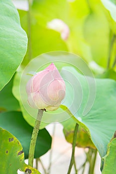 Natural Lotus flower on holy day , lotus or waterlilly