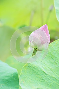 Natural Lotus flower on holy day , lotus or waterlilly