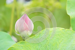 Natural Lotus flower on holy day , lotus or waterlilly