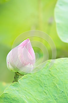 Natural Lotus flower on holy day , lotus or waterlilly